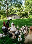 Image result for Country Life Farm Animals