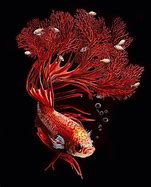 Image result for Surreal Fish Art