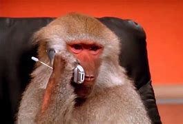 Image result for Animal Talking On Phone