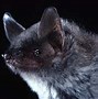 Image result for Texas Bats