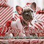 Image result for Merry Christmas Giphy