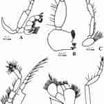 Image result for Gastrosaccus psammodytes Geslacht. Size: 150 x 150. Source: www.researchgate.net