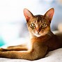 Image result for Common Cat Breeds