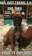 Image result for boxers dogs meme compilation