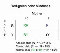 Image result for Color Blindness Punnett Square