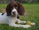 Image result for Engelsk Springer Spaniel. Size: 128 x 100. Source: countrywaysgundogs.com