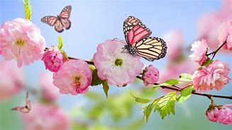 Image result for Spring Butterfly Wallpaper