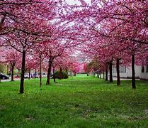Image result for Spring Nature Wallpaper iPhone