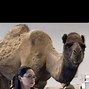 Image result for Hump Day Birthday Meme