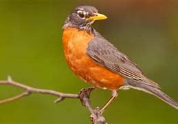 Image result for Robin Bird Meme