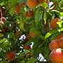 Image result for Peach Curly Leaf Treatment