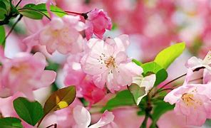Image result for Pretty Floral Background
