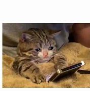 Image result for sad cats cry memes templates