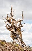 Image result for 10000 Year Old Tree
