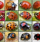 Image result for Ladybug iPhone Case 8