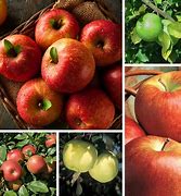 Image result for 5 in One Apple Tree