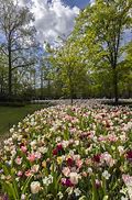 Image result for Tulip Park Netherlands