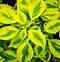 Billedresultat for Cornus alternifolia Golden Shadow