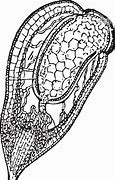 Image result for Capsule of Funaria
