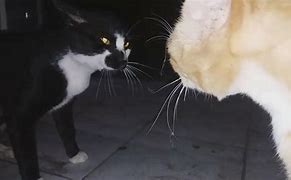 Image result for Tom Cat Meowing