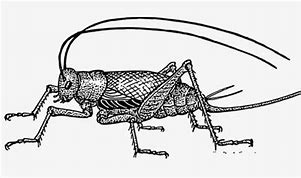 Image result for Cricket Bug Outline