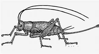 Image result for Cricket Bug Outline