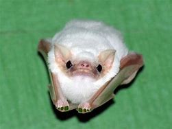 Image result for Grumpy Bat