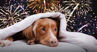 Image result for Fireworks and Pets