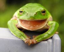 Image result for Memes About Frogs