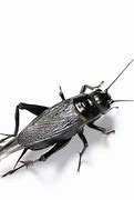 Image result for Kentucky Crickets