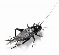 Image result for Cricket Animal