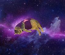 Image result for Galaxy Cat Meme