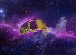 Image result for Black Cat Spaced Out Meme