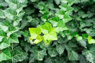 Image result for Hedera helix