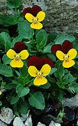 Image result for Viola Jackanapes (Cornuta-Group)