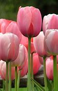Image result for Dark Pink Tulips Wallpaper