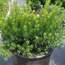 Image result for Taxus media Densiformis