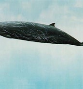 Image result for "mesoplodon Carlhubbsi". Size: 172 x 185. Source: www.pinterest.com