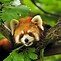 Image result for Cutest Red Panda