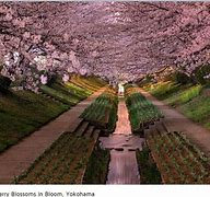 Image result for Yokohama Japan Cherry Blossoms