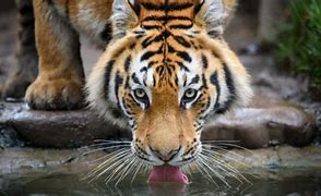 Image result for Largest Siberian Tiger