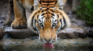 Image result for The Largest Siberian Tiger