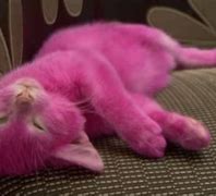 Image result for Pink Kitty Cat Girls