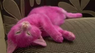 Image result for Sad Cat with Pink Clip Meme
