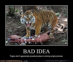 Image result for Tiger Ear Meme