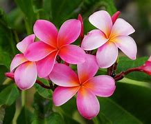 Image result for Aloha Flowers