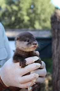 Image result for Cute Baby Otters