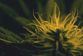 Image result for Weed Wallpapers 4K