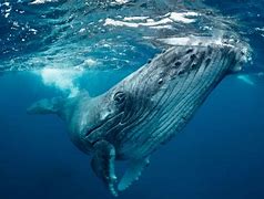 Image result for Biggest Living Animal On Earth