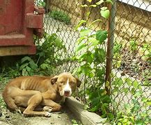 Image result for Abandoned Animals